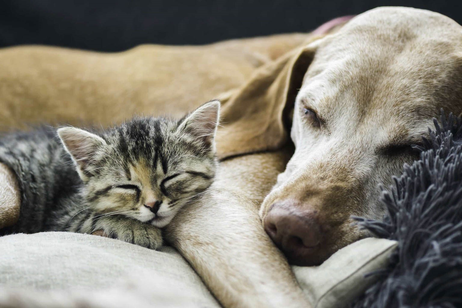 The Responsibilities Of Owning A Pet